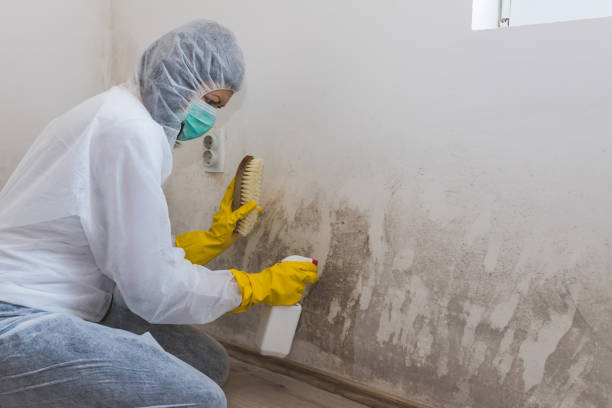 Best Toxic Mold Removal  in Osseo, WI