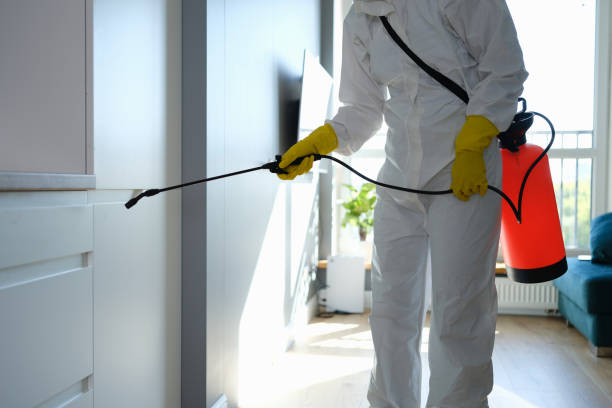 Trusted Osseo, WI Mold Removal Experts