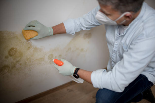 Best Fast Mold Removal  in Osseo, WI