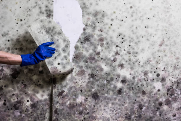 Best Mold Testing  in Osseo, WI