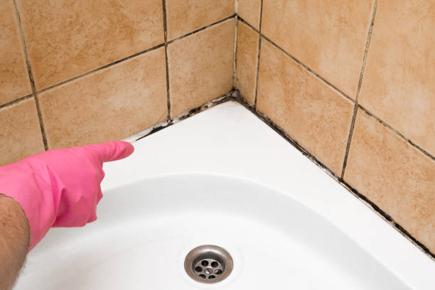 Best Local Mold Removal Service  in Osseo, WI